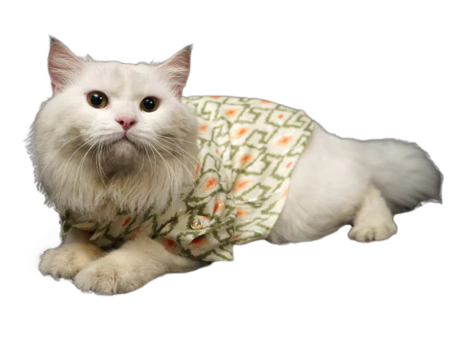 Pawgypets Heritage Summer Kurta for Dogs and Cats (Off White with Orange) Online Hot Sale