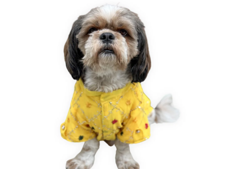 Pawgypets Festive Shirt for Dogs (Yellow) Online