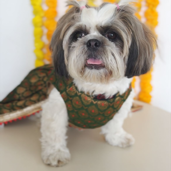 Pawgypets Brocade Lehenga for Dogs and Cats (Green) Online now