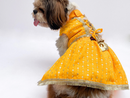 Pawgypets Festive Lehenga for Dogs and Cats (Yellow) Online Hot Sale