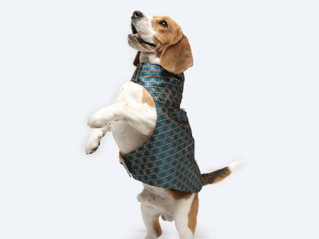 Pawgypets Strapy Sherwani for Dogs and Cats (Peacock Blue) Online now