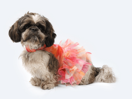 Pawgypets Frill Dress for Dogs and Cats (Orange) For Sale